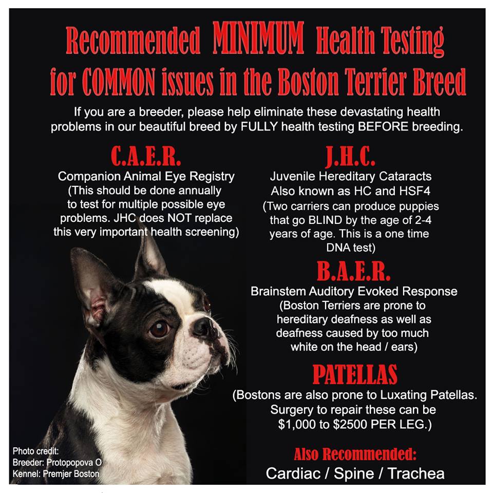 boston terrier health testing