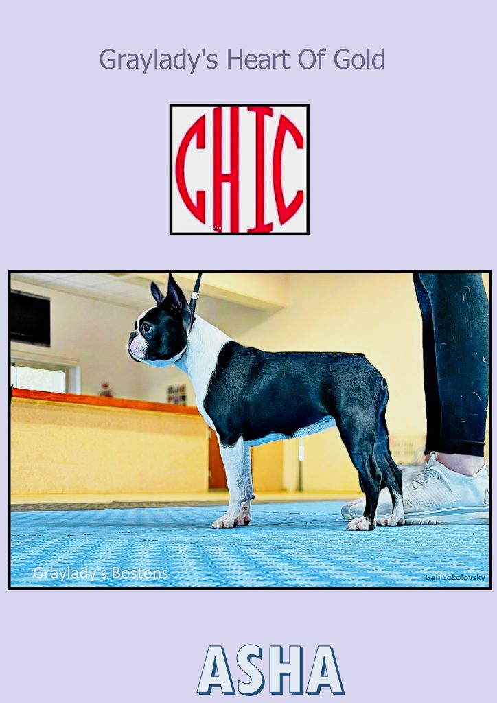 Asha Chic Logo Text 2