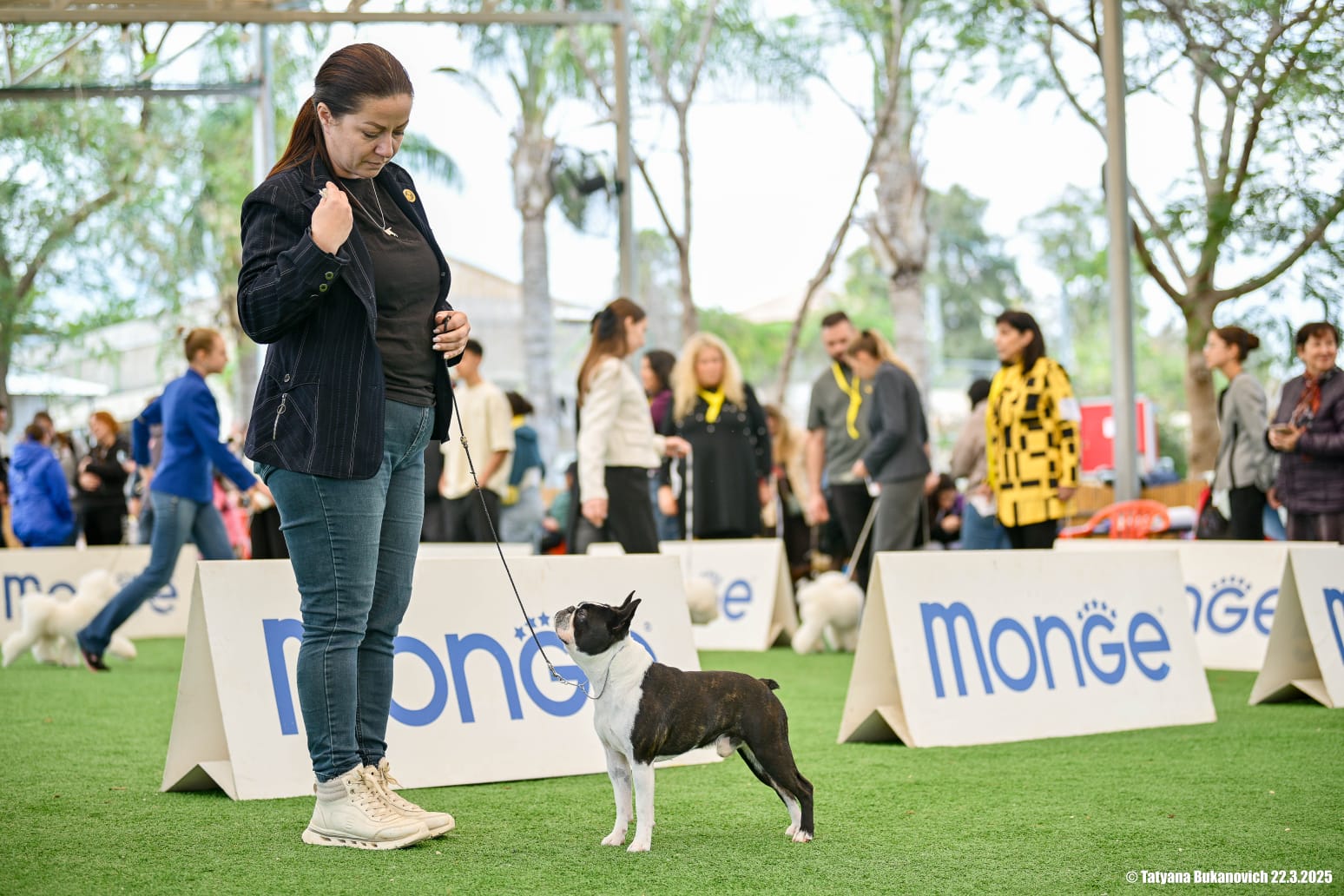 Home Of Graylady'S Boston Terriers In Israel 5 8 Whatsapp Image 2025 07 01 At 19.17.28 7