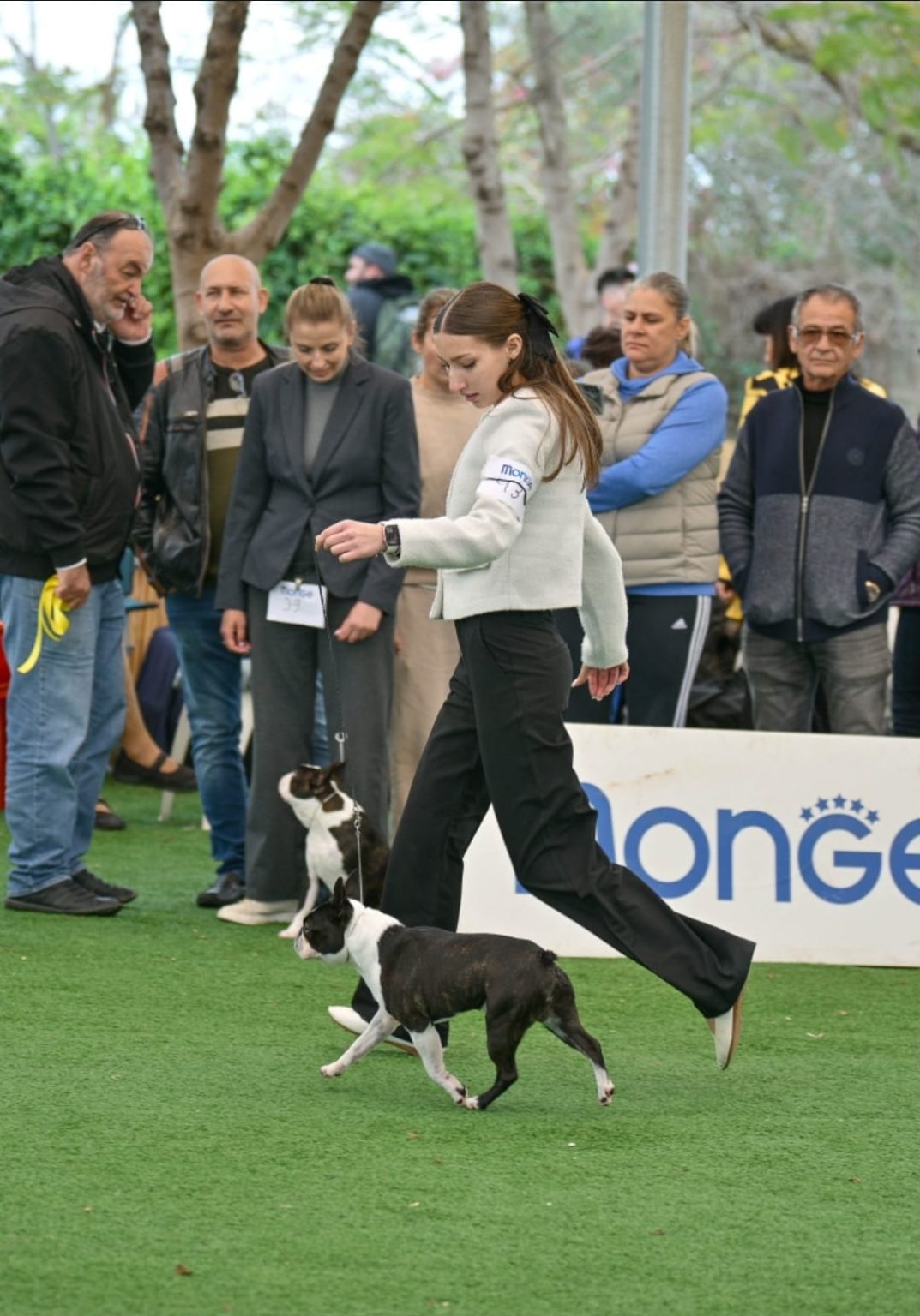 Home Of Graylady'S Boston Terriers In Israel 1 2 Whatsapp Image 2025 07 01 At 19.20.52 1