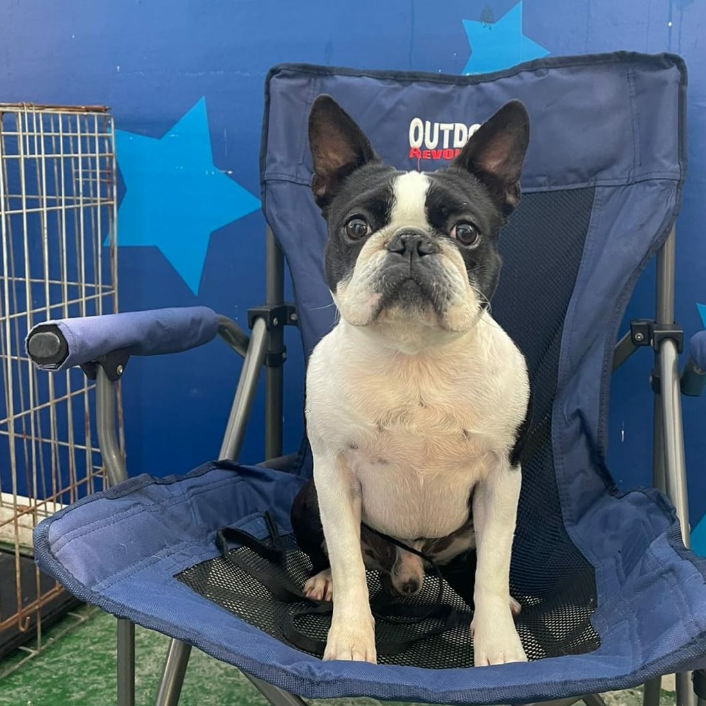 Stuart Director Chair 1 18